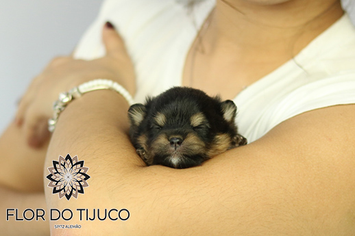 lulu da pomerânia filhote Black and tan 